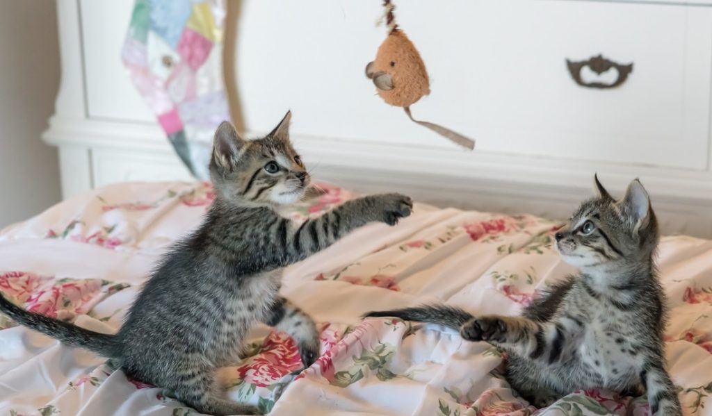 gatos jugando con regalo publicitario