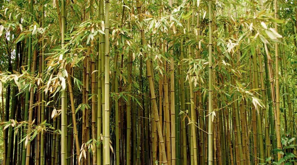 Plantas de bambú