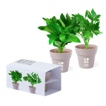 Combinación de 2 macetas para regalo con semillas de menta y perejil vista principal