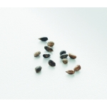 Marcapáginas sostenible personalizado con semillas de pino color beige vista fotografía septima vista