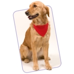 Collar tipo bandana para perros impreso con logo Colors color rojo