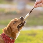 Mordedor para mascotas en forma de hueso con logo impreso Toy color beige