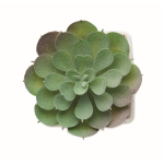 Planta artificial mini en PP forma suculenta echeveria color blanco tercera vista