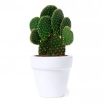 Maceta con semillas de cactus y sustrato color blanco primera vista