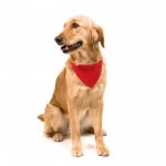 Collar tipo bandana para perros color rojo sexta vista