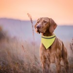 Collar bandana para mascotas color amarillo fluorescente segunda vista