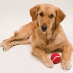Pelota para mascotas personalizada color rojo tercera vista
