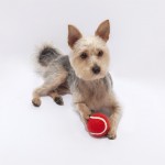 Clásica pelota para mascotas de goma forrada de material suave color rojo cuarta vista