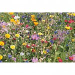 Semillas de flores silvestres con caja color beige cuarta vista