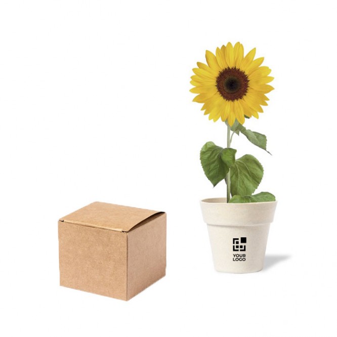 Macetero biodegradable semillas de girasol