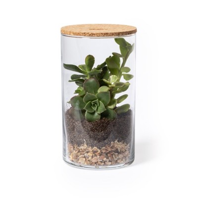 Terrario con semillas de cactus