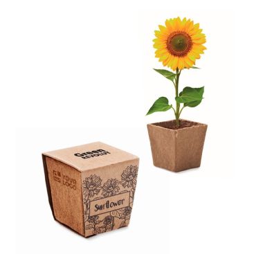 Maceta cuadrada y biodegradable de semillas de girasol hecha en EU